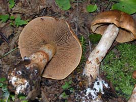 Most Cortinarius have rusty brown spores turning the gills that color. It is vital to know the color of young gills before spores ripen to help in identification. Most Cortinarius have rusty brown spores turning the gills that color.